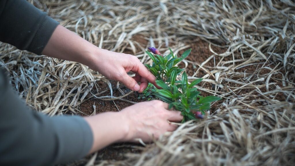 gardening, plant, garden, nature, gardener, woman, yard, backyard, outdoors, gray garden, gray plant, gray gardening, gray plants, gardening, backyard, backyard, backyard, backyard, backyard